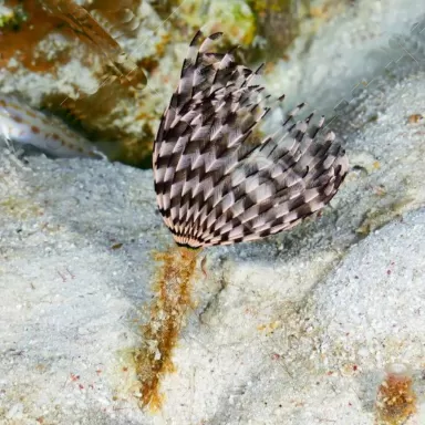 Sabellastarte Indica Soft Tube Wurm | Coralandfishstore.nl