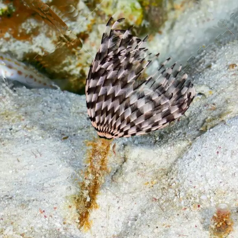 Sabellastarte Indica Soft Tube Wurm | Coralandfishstore.nl Sabellastarte Indica Soft Tube Wurm | Coralandfishstore.nl