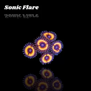 Möchten Sie Zoanthus Sonic Flare S-Größe kaufen? | Coralandfishstore.nl