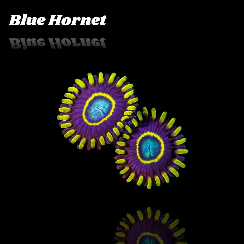 Kaufen Sie Zoanthus Blue Hornet S-Größe | Coralandfishstore.nl Kaufen Sie Zoanthus Blue Hornet S-Größe | Coralandfishstore.nl