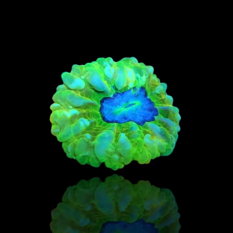 Cynarina Lacrymalis Ultra Green Australie kopen | Coralandfishstore.nl Cynarina Lacrymalis Ultra Green Australie kopen | Coralandfishstore.nl