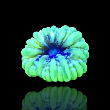 Kaufen Sie Cynarina Lacrymalis Ultra Green Australien | Coralandfishstore.nl