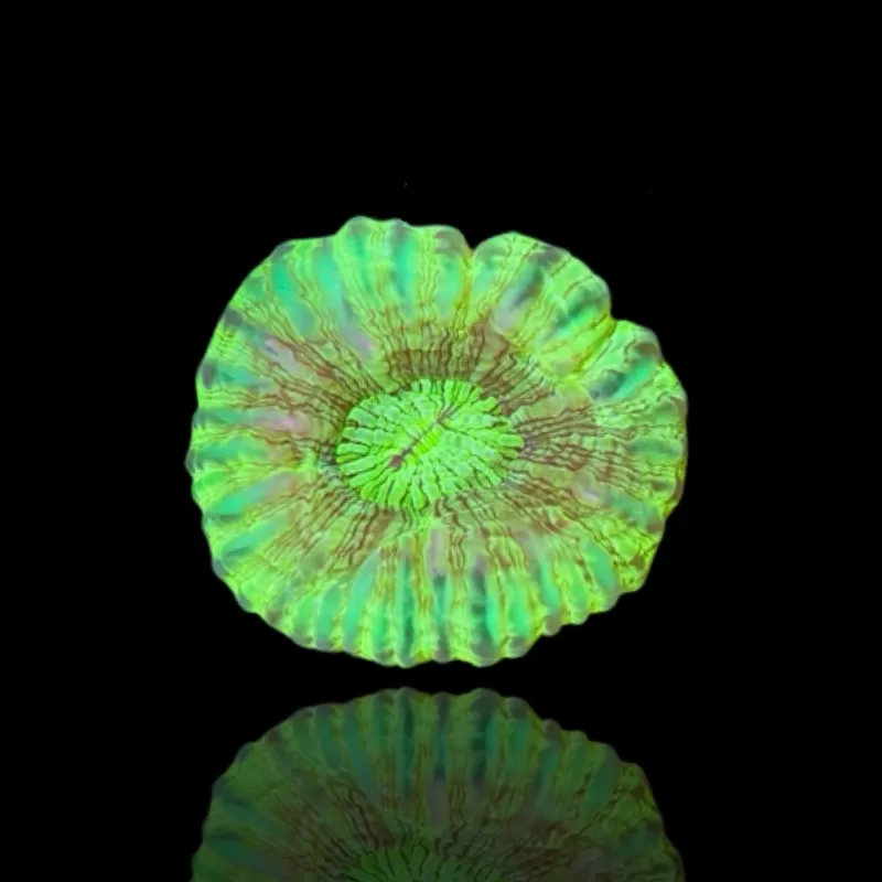 Cynarina Lacrymalis Ultra Green Cynarina Lacrymalis Ultra Green