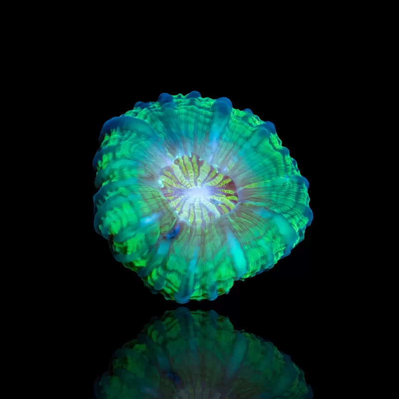 Cynarina Lacrymalis Ultra Green Australie kopen | Coralandfishstore.nl Cynarina Lacrymalis Ultra Green Australie kopen | Coralandfishstore.nl