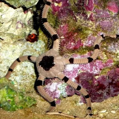 Ophiolepis superba
