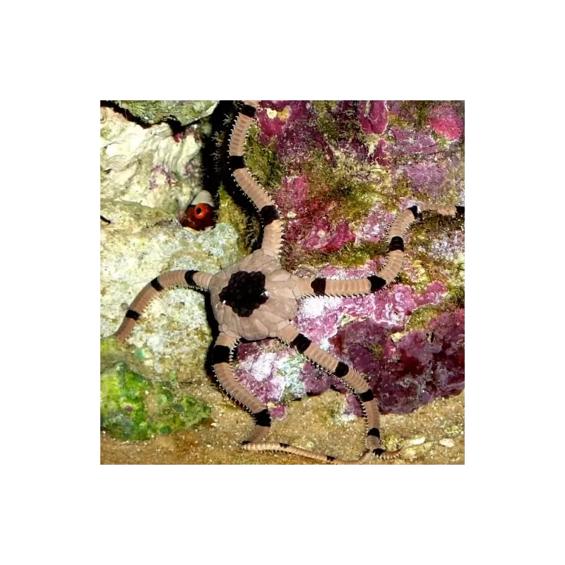 Ophiolepis superba Ophiolepis superba