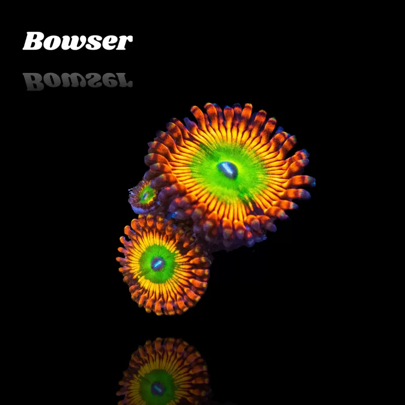 Kaufen Sie Zoanthus Bowser S-Größe | Coralandfishstore.nl Kaufen Sie Zoanthus Bowser S-Größe | Coralandfishstore.nl