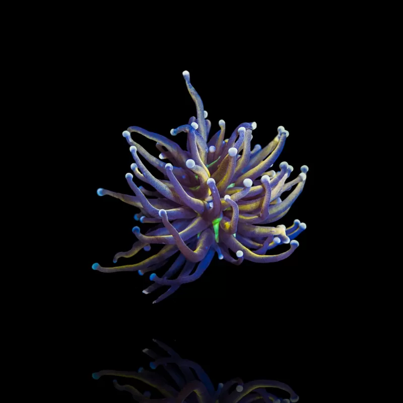 Euphyllia glabrescens NY knicks kopen? Coralandfishstore Euphyllia glabrescens NY knicks kopen? Coralandfishstore
