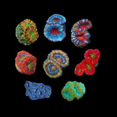 Souhaitez-vous commander un pack d'Acanthastrea lordhowensis ? sur Coralandfishstore.nl