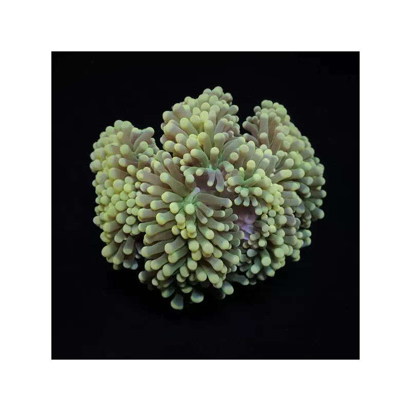 Kaufen Sie Euphyllia Cristata S-Größe | Coralandfishstore.nl Kaufen Sie Euphyllia Cristata S-Größe | Coralandfishstore.nl