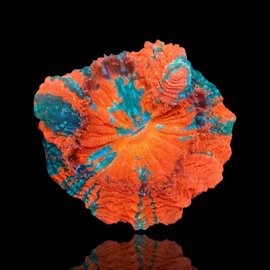 Vous souhaitez acheter de l'Acanthophyllia deshayesiana (pommier saignant) ? | Coralandfishstore