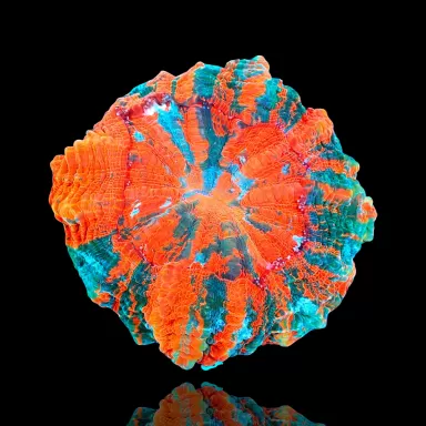 Möchten Sie Acanthophyllia deshayesiana (Blutender Apfel) kaufen? | Coralandfishstore