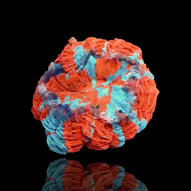 Möchten Sie Acanthophyllia deshayesiana (Blutender Apfel) kaufen? | Coralandfishstore