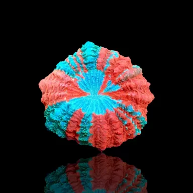 Möchten Sie Acanthophyllia deshayesiana (Blutender Apfel) kaufen? | Coralandfishstore