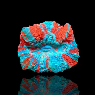 Möchten Sie Acanthophyllia deshayesiana (Blutender Apfel) kaufen? | Coralandfishstore