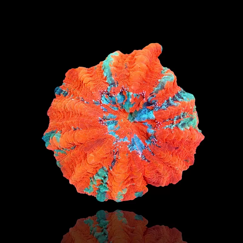 Vous souhaitez acheter de l'Acanthophyllia deshayesiana (pommier saignant) ? | Coralandfishstore