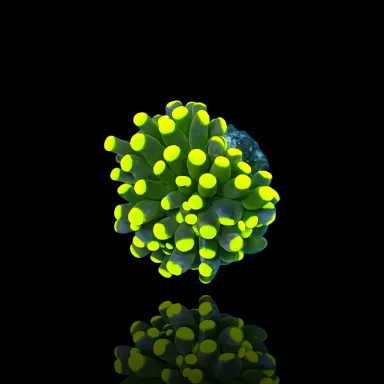 Achetez Euphyllia Cristata Rasta | Coralandfishstore.nl