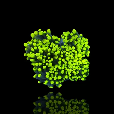 Kaufen Sie Euphyllia Cristata Rasta | Coralandfishstore.nl