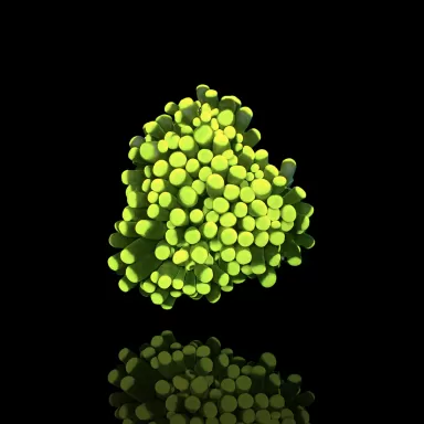 Kaufen Sie Euphyllia Cristata Rasta | Coralandfishstore.nl