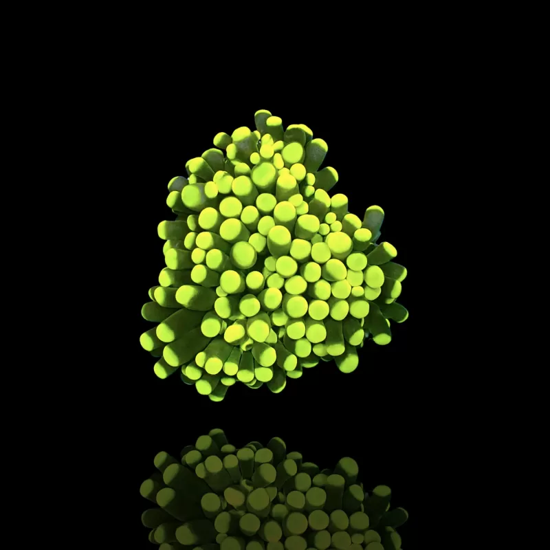 Achetez Euphyllia Cristata Rasta | Coralandfishstore.nl Achetez Euphyllia Cristata Rasta | Coralandfishstore.nl