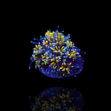 Kaufen Sie Galaxea fascicularis spp. | Coralandfishstore.nl
