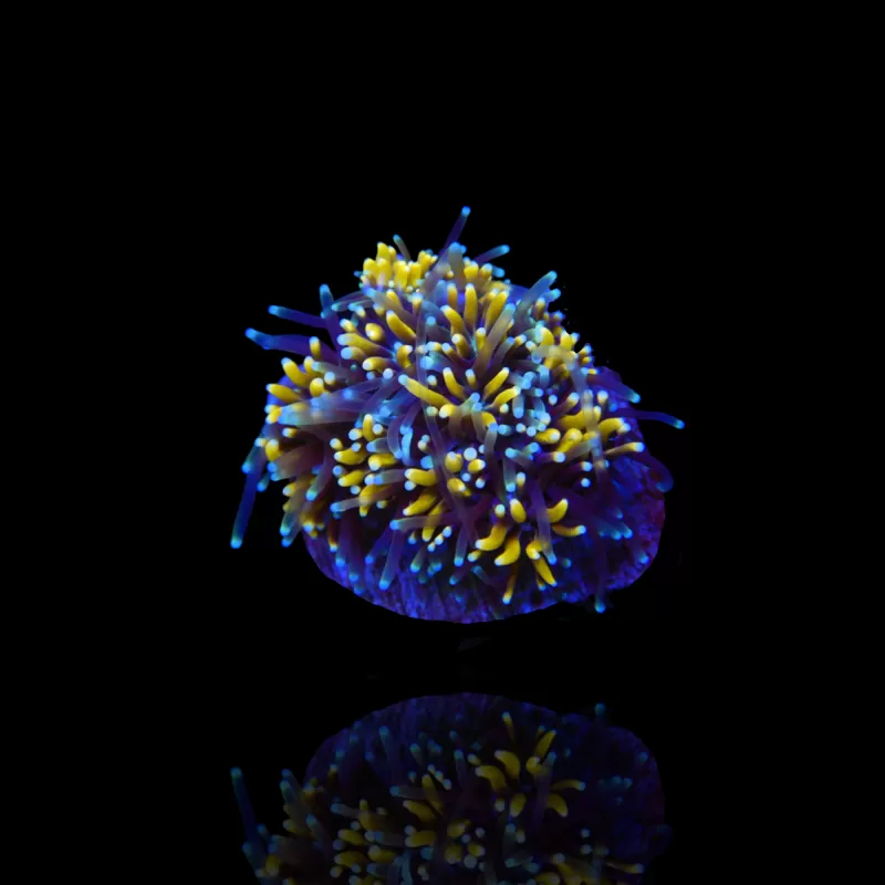Kaufen Sie Galaxea fascicularis spp. | Coralandfishstore.nl Kaufen Sie Galaxea fascicularis spp. | Coralandfishstore.nl