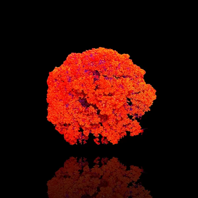 Möchten Sie Actinodendron Plumosum Hells Fire Anemone Red kaufen? | Corallandfishstore Möchten Sie Actinodendron Plumosum Hells Fire Anemone Red kaufen? | Corallandfishstore