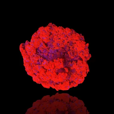 Actinodendron Plumosum Hells Fire Anemone Red kopen ? | Coralandfishstore