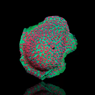 Cyphastrea spp Green Red