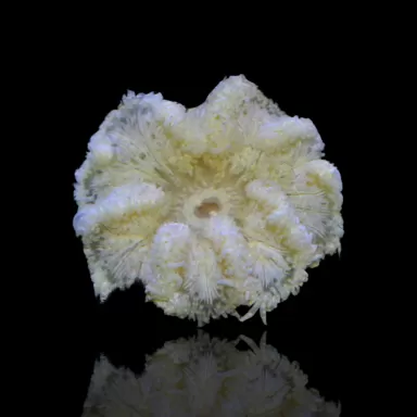 Heteractis Malu White bestellen? l Coralandfishstore.nl