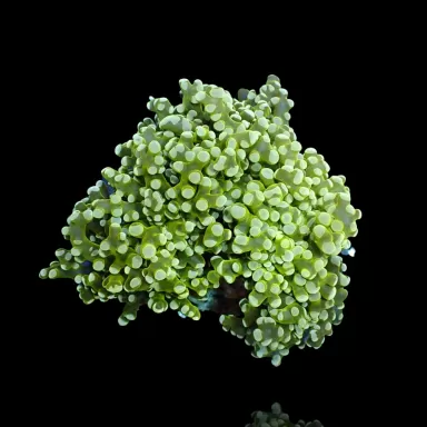 Acheter Euphyllia divisa vert | Coralandfishstore.nl