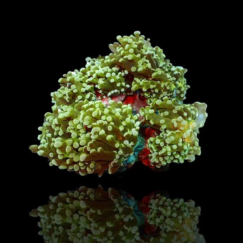Acheter Euphyllia divisa vert | Coralandfishstore.nl Acheter Euphyllia divisa vert | Coralandfishstore.nl