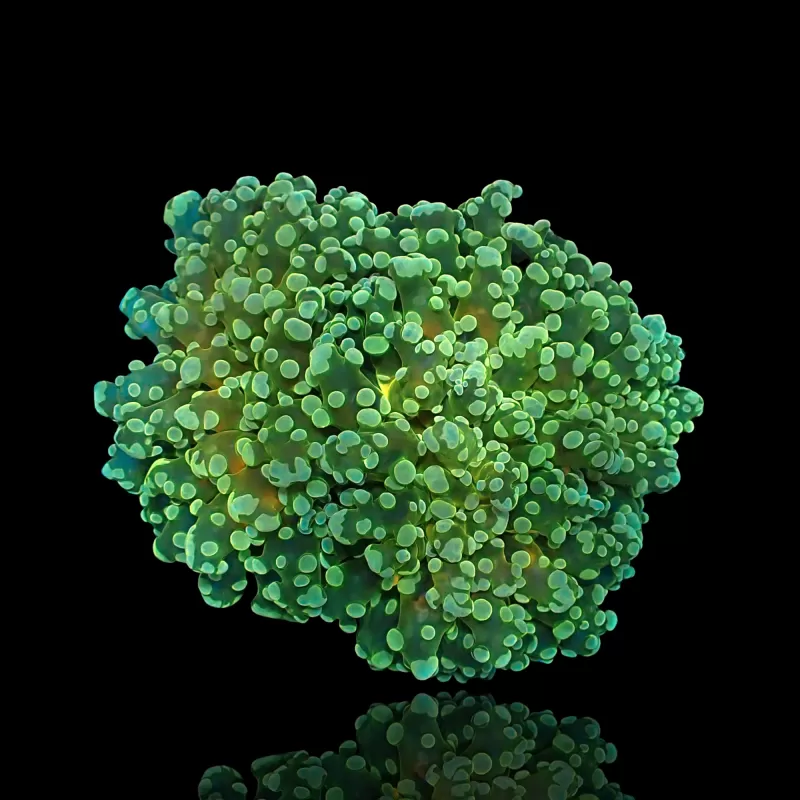 Kaufen Sie Euphyllia divisa grün | Coralandfishstore.nl Kaufen Sie Euphyllia divisa grün | Coralandfishstore.nl