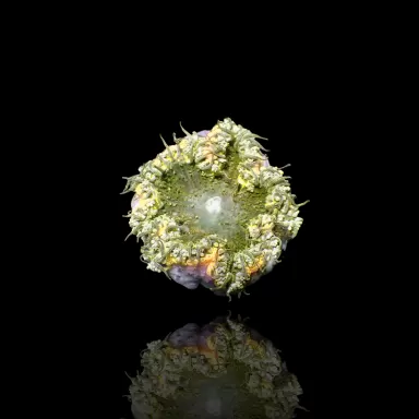 Epicystis Crucifer Vietnam bestellen? l Coralandfishstore.nl