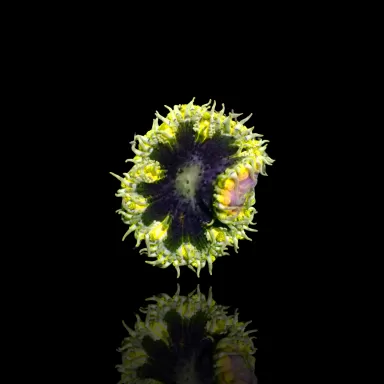 Epicystis Crucifer  Vietnam bestellen ? l Coralandfishstore.nl