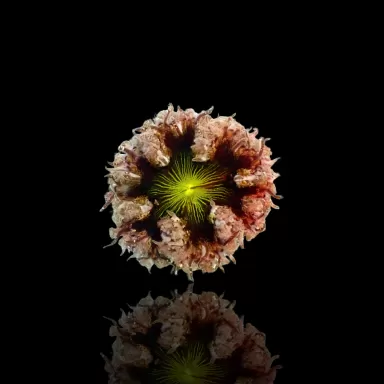 Epicystis Crucifer Vietnam bestellen? l Coralandfishstore.nl