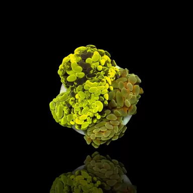 Möchten Sie Euphyllia Paraancora Multi Garden 5 Köpfe kaufen? | Coralandfishstore