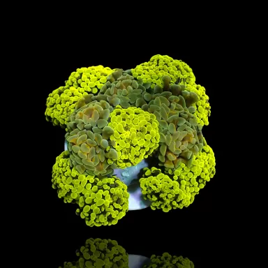 Möchten Sie Euphyllia Paraancora Multi Garden 5 Köpfe kaufen? | Coralandfishstore