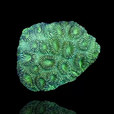 Favia Green Indonesien kaufen | Coralandfishstore.nl