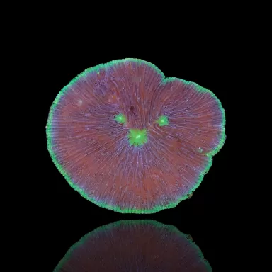 Pilze sp| Coralandfishstore.nl