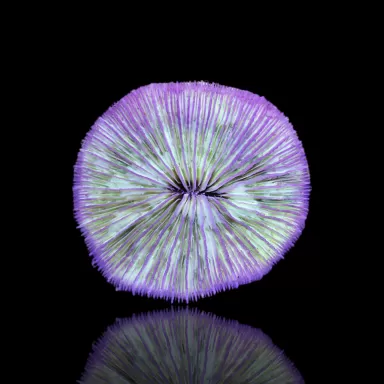 Pilze sp| Coralandfishstore.nl