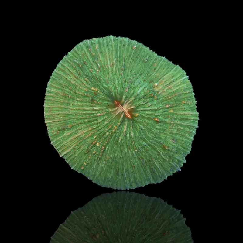 Fungia Sp Green
