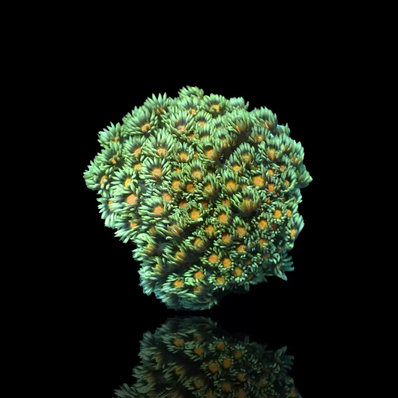 Goniopora sp. Kaufen Sie Grün mit Gelb/Orange | Coralandfishstore.nl Goniopora sp. Kaufen Sie Grün mit Gelb/Orange | Coralandfishstore.nl
