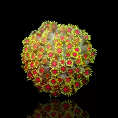 Kaufen Sie Goniopora Sp Red Heart M-Größe | Coralandfishstore.nl