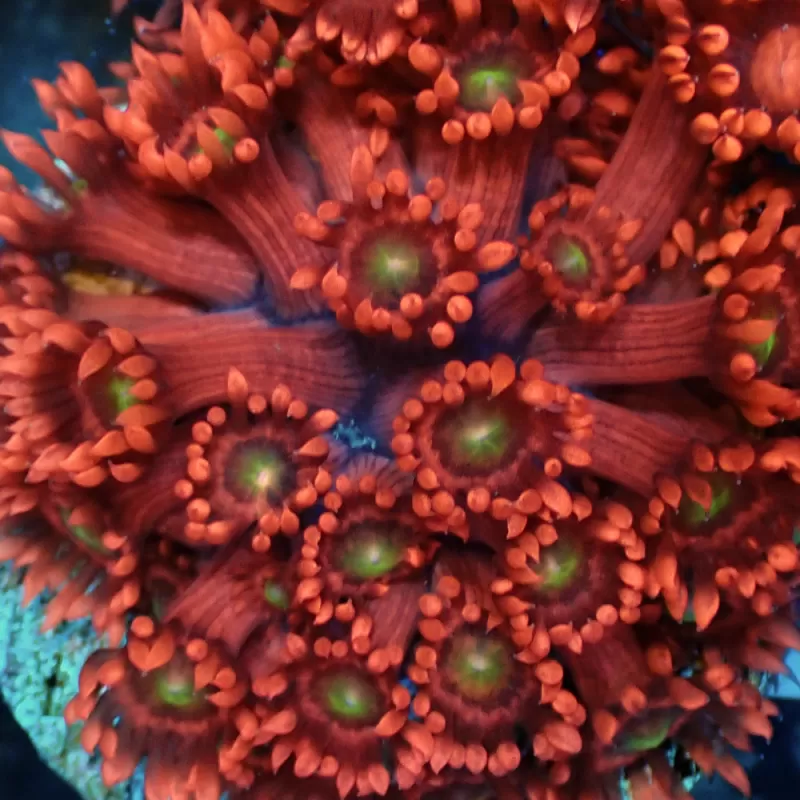 Achetez Goniopora sp Ultra Red – Très rare | Coralandfishstore.nl Achetez Goniopora sp Ultra Red – Très rare | Coralandfishstore.nl