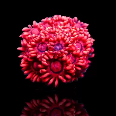 Goniopora sp Australie Red (M)