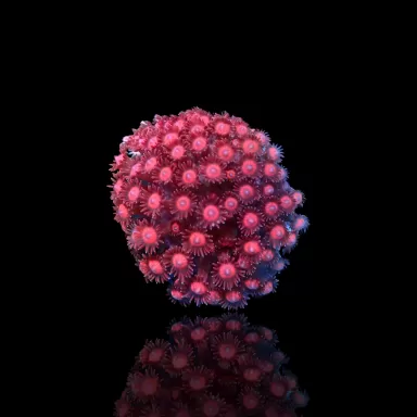 Goniopora sp Pink / Red bestellen? l Coralandfishstore.nl