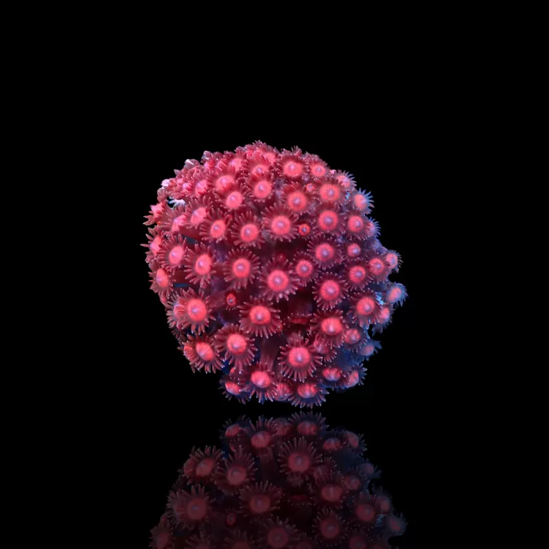 Goniopora sp Pink / Red bestellen? l Coralandfishstore.nl Goniopora sp Pink / Red bestellen? l Coralandfishstore.nl