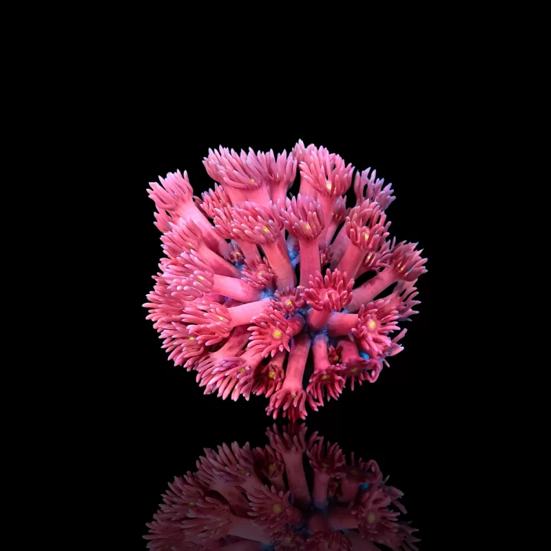 Goniopora sp Pink / Red bestellen? l Coralandfishstore.nl Goniopora sp Pink / Red bestellen? l Coralandfishstore.nl