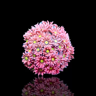 Goniopora sp  Pink / Red Frag